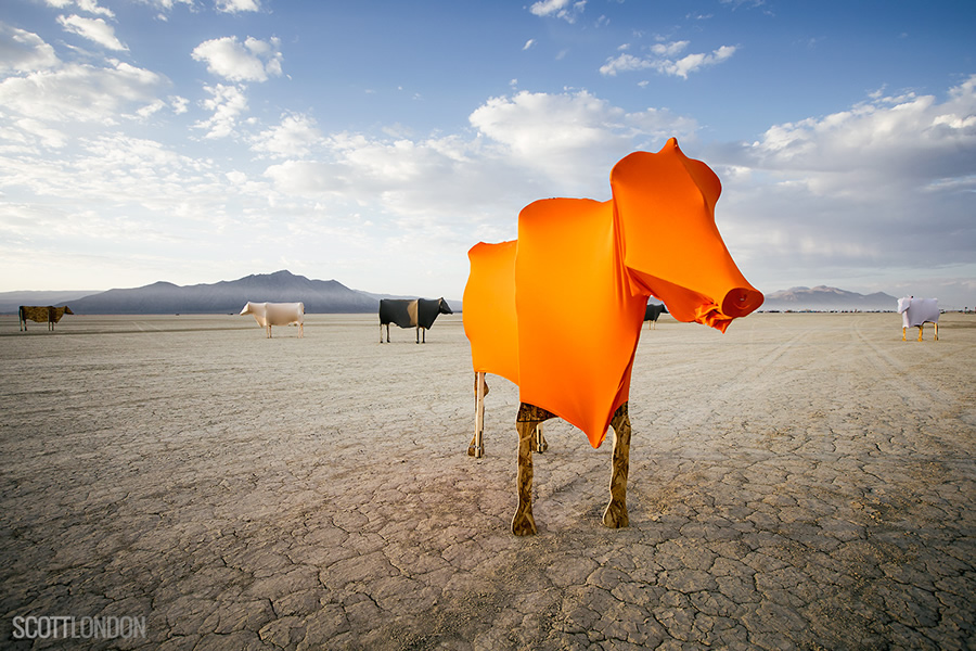 A pasture with brightly-colored cows, an art installation at Burning Man 2017. (Photo by Scott London)