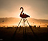Phoenicopterus Rex