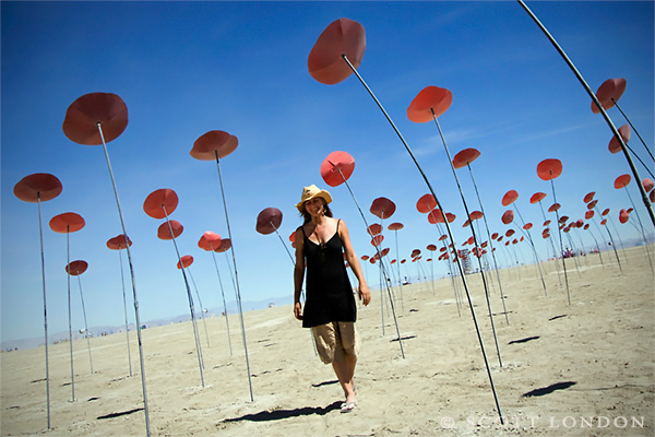 Poppy Field