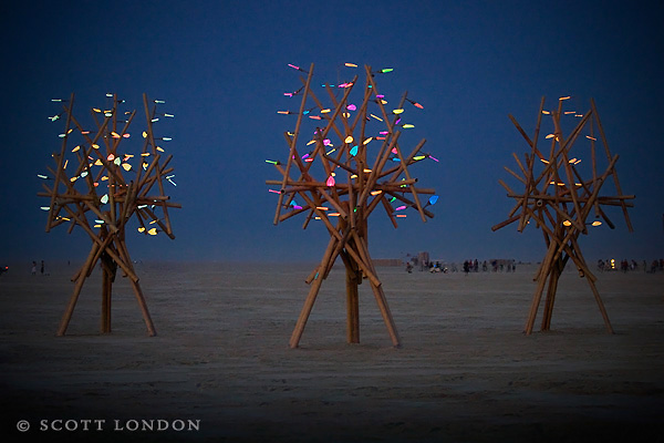 Luminosa, The Light Trees
