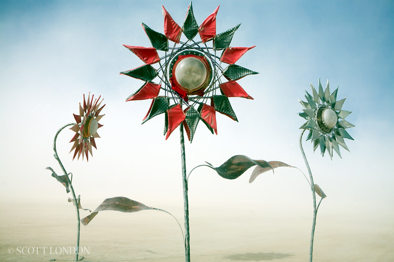 Sunflower Project
