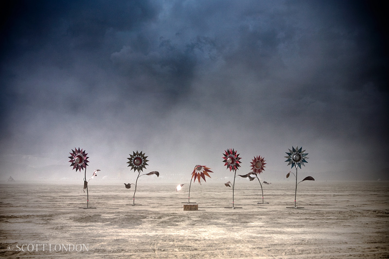 The Sunflower Project